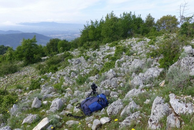 Ophrys crabronifera & Ophrys holosericea sp. � Monti Lucretili  (Roma).